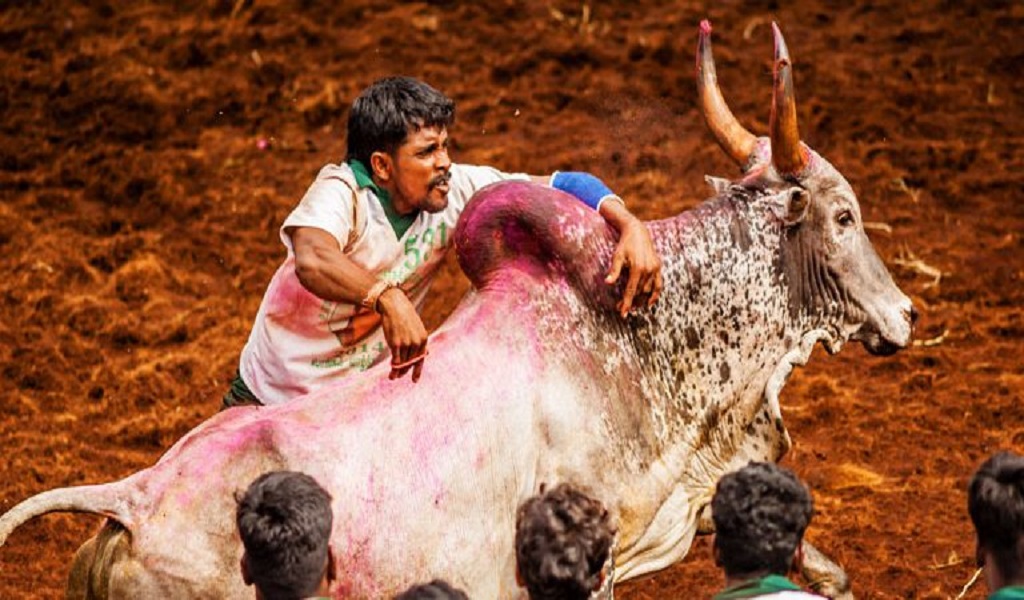 Pellissery’s  Jallikattu is now out of the Oscars